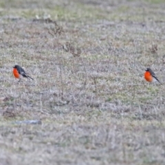 Petroica phoenicea at Paddys River, ACT - 10 Sep 2019