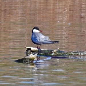 Chlidonias hybrida at Fyshwick, ACT - 11 Sep 2019 09:14 AM