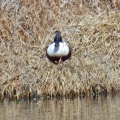 Spatula clypeata at Fyshwick, ACT - 11 Sep 2019