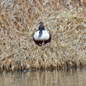 Spatula clypeata at Fyshwick, ACT - 11 Sep 2019