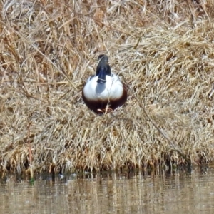 Spatula clypeata at Fyshwick, ACT - 11 Sep 2019 09:35 AM