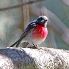 Petroica rosea at Fyshwick, ACT - 11 Sep 2019 09:46 AM