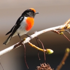 Petroica goodenovii (Red-capped Robin) at Belconnen, ACT - 13 Sep 2017 by Harrisi