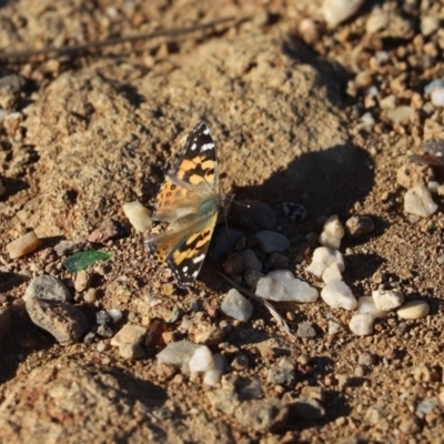 Vanessa kershawi (Australian Painted Lady) at Mount Painter - 10 Sep 2019 by Tammy