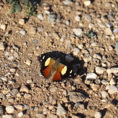 Vanessa itea (Yellow Admiral) at Mount Painter - 10 Sep 2019 by Tammy