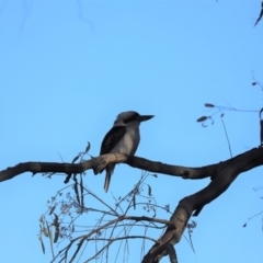 Dacelo novaeguineae (Laughing Kookaburra) at Cook, ACT - 10 Sep 2019 by Tammy