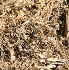 Camponotus aeneopilosus (A Golden-tailed sugar ant) at Aranda, ACT - 11 Sep 2019 by Jubeyjubes