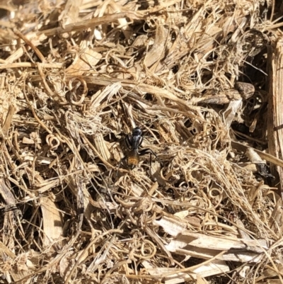 Camponotus aeneopilosus (A Golden-tailed sugar ant) at Aranda, ACT - 11 Sep 2019 by Jubeyjubes