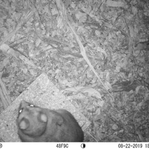 Trichosurus vulpecula at Acton, ACT - 22 Aug 2019 06:14 PM