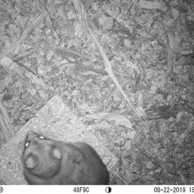 Trichosurus vulpecula (Common Brushtail Possum) at Australian National University - 22 Aug 2019 by jpaschal