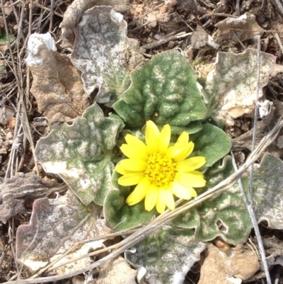 Cymbonotus sp. (preissianus or lawsonianus) (Bears Ears) at Black Flat at Corrowong - 1 Sep 2019 by BlackFlat