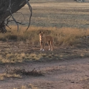 Canis lupus at Corrowong, NSW - 6 Sep 2019