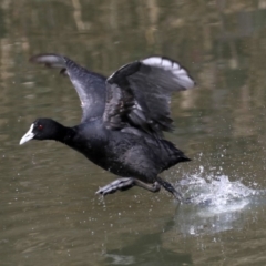 Fulica atra (Eurasian Coot) at Fyshwick, ACT - 10 Sep 2019 by jb2602