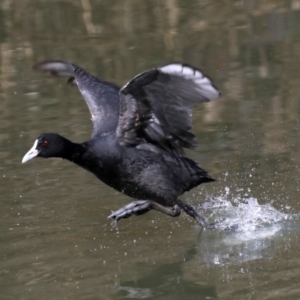 Fulica atra at Fyshwick, ACT - 10 Sep 2019 11:11 AM