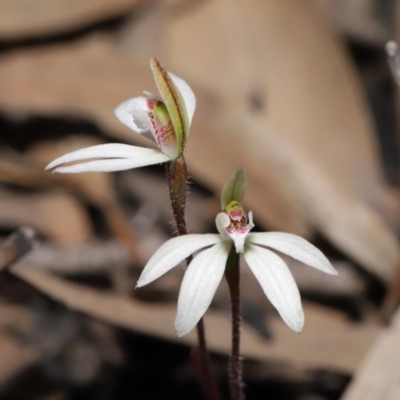 Caladenia fuscata (Dusky Fingers) at Hackett, ACT - 12 Sep 2019 by TimL