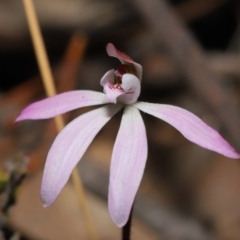 Caladenia fuscata (Dusky Fingers) at ANBG - 12 Sep 2019 by TimL