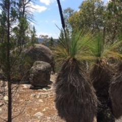 Xanthorrhoea australis (Austral Grass Tree, Kangaroo Tails) at Corrowong, NSW - 28 Jan 2018 by BlackFlat