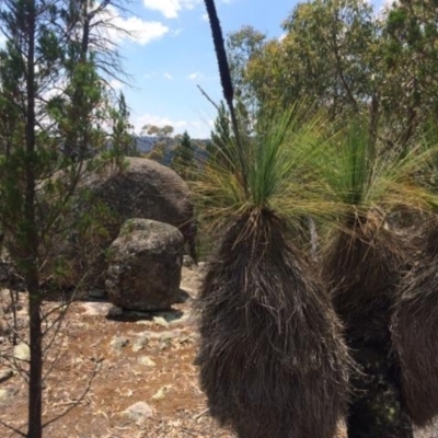 Xanthorrhoea australis (Austral Grass Tree, Kangaroo Tails) at Corrowong, NSW - 28 Jan 2018 by BlackFlat