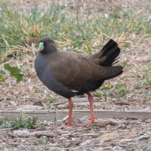 Tribonyx ventralis at Gungahlin, ACT - 12 Sep 2019