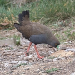 Tribonyx ventralis at Gungahlin, ACT - 12 Sep 2019