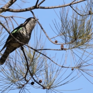 Chrysococcyx lucidus at Fyshwick, ACT - 10 Sep 2019