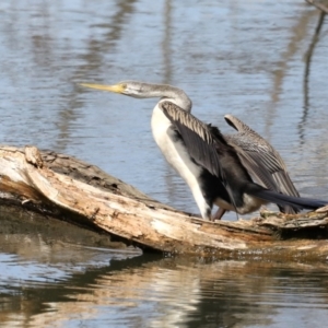 Anhinga novaehollandiae at Fyshwick, ACT - 10 Sep 2019