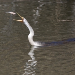 Anhinga novaehollandiae at Fyshwick, ACT - 10 Sep 2019