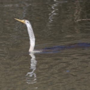 Anhinga novaehollandiae at Fyshwick, ACT - 10 Sep 2019