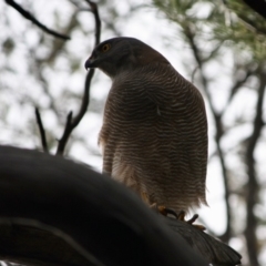 Tachyspiza fasciata (Brown Goshawk) at Deakin, ACT - 12 Sep 2019 by LisaH