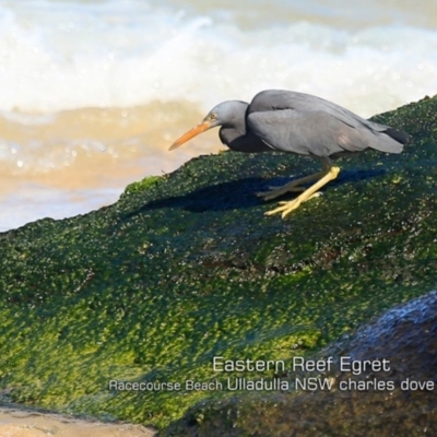 Egretta sacra (Eastern Reef Egret) at Ulladulla, NSW - 6 Sep 2019 by Charles Dove