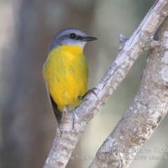 Eopsaltria australis (Eastern Yellow Robin) at Ulladulla Reserves Bushcare - 7 Sep 2019 by CharlesDove