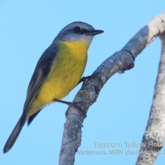 Eopsaltria australis (Eastern Yellow Robin) at Mollymook Beach, NSW - 7 Sep 2019 by CharlesDove