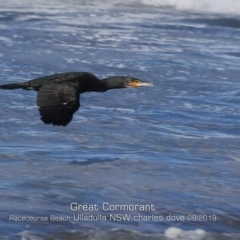 Phalacrocorax carbo (Great Cormorant) at Ulladulla, NSW - 7 Sep 2019 by CharlesDove