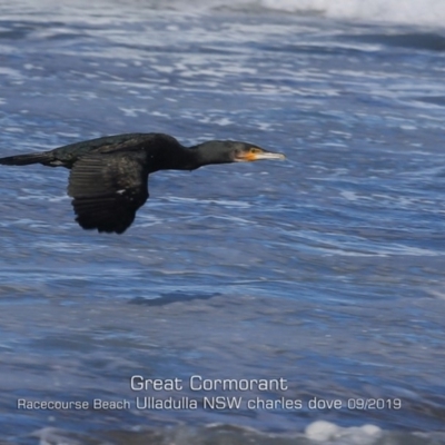 Phalacrocorax carbo (Great Cormorant) at Ulladulla, NSW - 7 Sep 2019 by CharlesDove