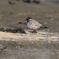 Charadrius rubricollis (Hooded Plover) at Ulladulla, NSW - 7 Sep 2019 by CharlesDove