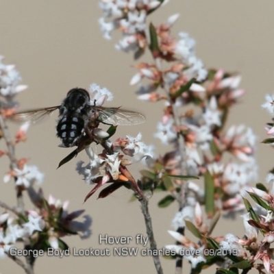 Trichophthalma sp. (genus) (Tangle-vein fly) at Tianjara, NSW - 5 Sep 2019 by Charles Dove