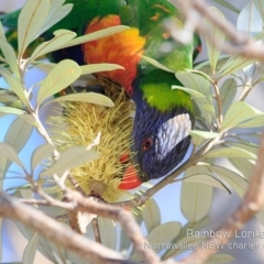 Trichoglossus moluccanus (Rainbow Lorikeet) at Narrawallee, NSW - 4 Sep 2019 by Charles Dove