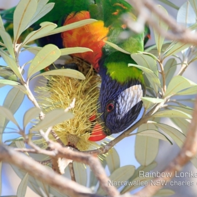 Trichoglossus moluccanus (Rainbow Lorikeet) at Narrawallee, NSW - 4 Sep 2019 by Charles Dove