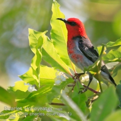 Myzomela sanguinolenta (Scarlet Honeyeater) at Mollymook Beach, NSW - 3 Sep 2019 by Charles Dove