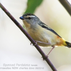 Pardalotus punctatus (Spotted Pardalote) at Mollymook Beach, NSW - 5 Sep 2019 by CharlesDove