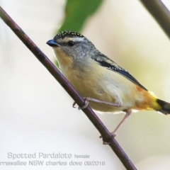 Pardalotus punctatus (Spotted Pardalote) at Mollymook Beach, NSW - 4 Sep 2019 by CharlesDove