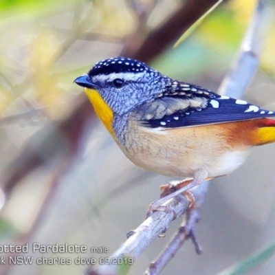 Pardalotus punctatus (Spotted Pardalote) at Garrads Reserve Narrawallee - 6 Sep 2019 by Charles Dove