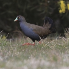 Tribonyx ventralis (Black-tailed Nativehen) at Gungahlin, ACT - 12 Sep 2019 by AlisonMilton