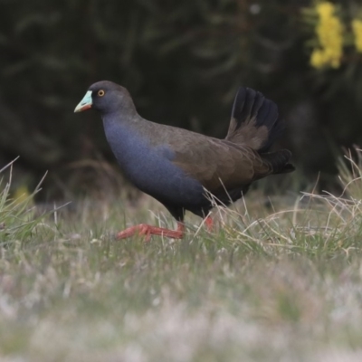 Tribonyx ventralis (Black-tailed Nativehen) at Gungahlin, ACT - 12 Sep 2019 by Alison Milton