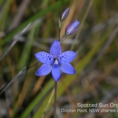 Thelymitra ixioides (Dotted Sun Orchid) at Meroo National Park - 7 Sep 2019 by CharlesDove