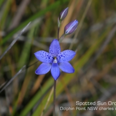 Thelymitra ixioides (Dotted Sun Orchid) at Meroo National Park - 7 Sep 2019 by CharlesDove