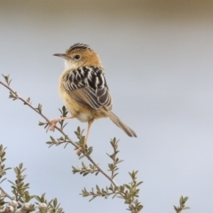 Cisticola exilis (Golden-headed Cisticola) at Gungahlin, ACT - 12 Sep 2019 by AlisonMilton