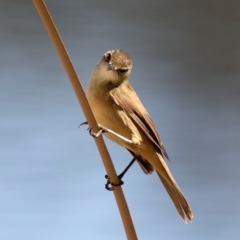 Acrocephalus australis (Australian Reed-Warbler) at Fyshwick, ACT - 10 Sep 2019 by jb2602