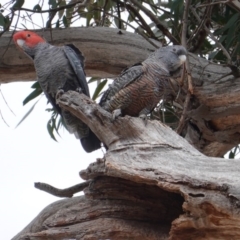 Callocephalon fimbriatum (Gang-gang Cockatoo) at GG229 - 12 Sep 2019 by JackyF