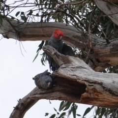 Callocephalon fimbriatum at Hughes, ACT - 12 Sep 2019